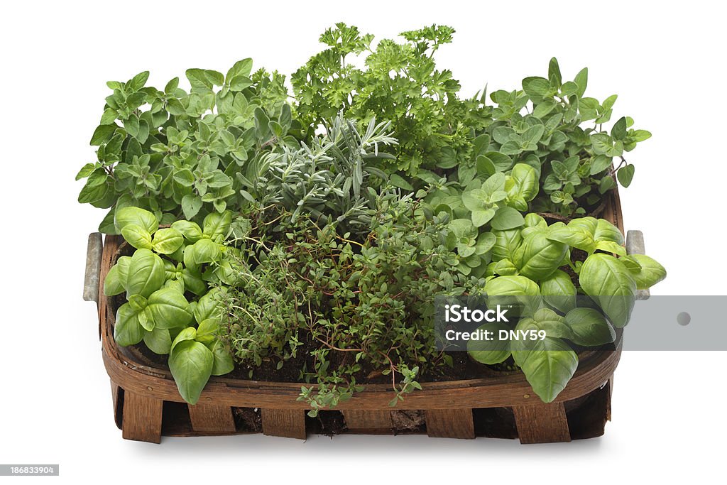 Herbs "A baket full of fresh herbs. Parsley,thyme,oregano,thyme, and lavender." Basil Stock Photo