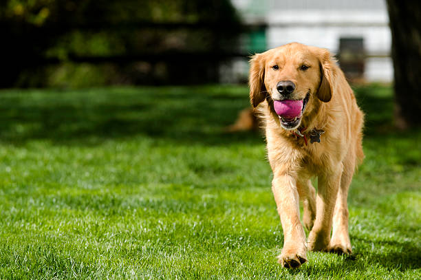 A Golden Retriever playing fetching by returning the ball, while looking at the camera. \