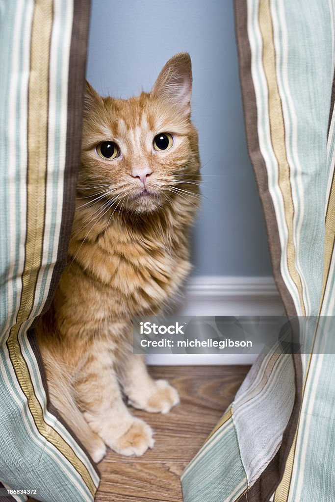 Ritratto di un gatto - Foto stock royalty-free di Ambientazione interna