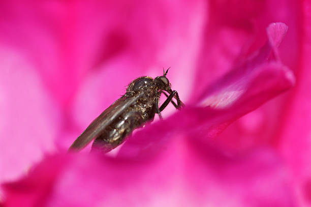 istock Robery fly on rhododendron flower 186834391