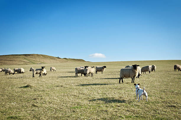 Dog with flock of sheep