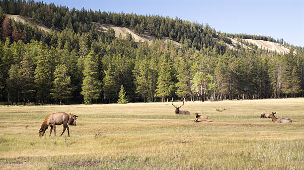 istock Elks in a Canadian landscape 186834467