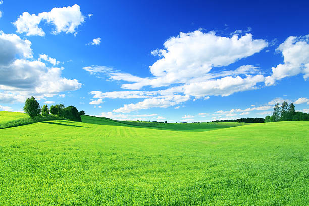 istock Green field and white clouds on blue sky 186834475