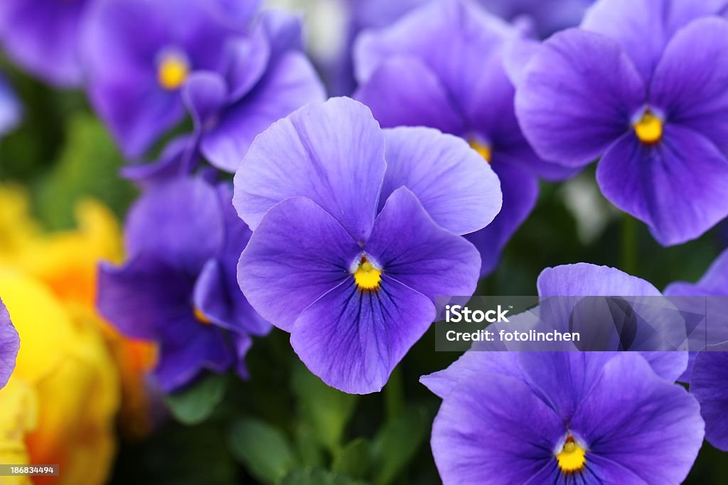 Pansies Flower Stock Photo