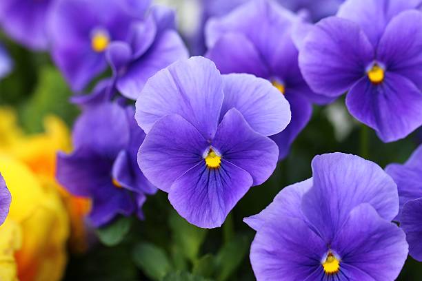 Pansies Pansies pansy photos stock pictures, royalty-free photos & images