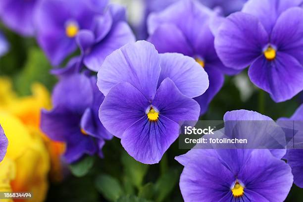 Pansies Stock Photo - Download Image Now - Flower, Purple, Pansy