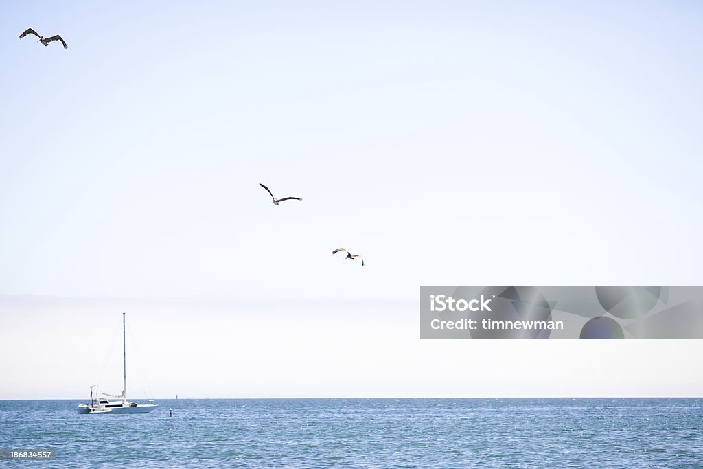 Segelboot und drei Pelikane in the sky - Lizenzfrei Abenteuer Stock-Foto