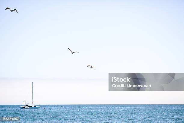 Sailboat And Three Pelicans In The Sky Stock Photo - Download Image Now - Adventure, Animal, Atlantic Ocean