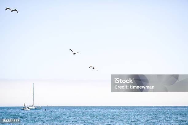 Парусная Лодка И Три Pelicans В Небе — стоковые фотографии и другие картинки Атлантический океан - Атлантический океан, Без людей, Береговая линия