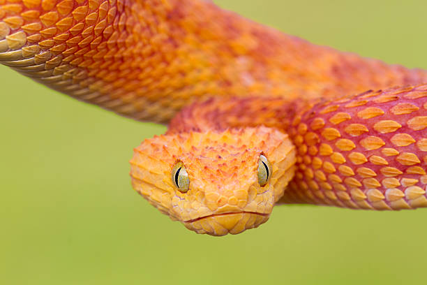 istock African Bush Viper Snake Descending to Strike 186834713
