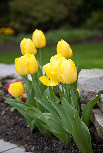 istock Bright yellow spring tulips outdoors in a flower garden. 186834828