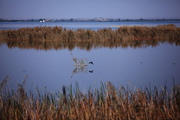 istock Reed Shadow in Haleji Lake, Pakistan 186834887