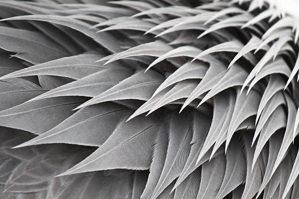 Bird's Wing with Textured effect stock photo