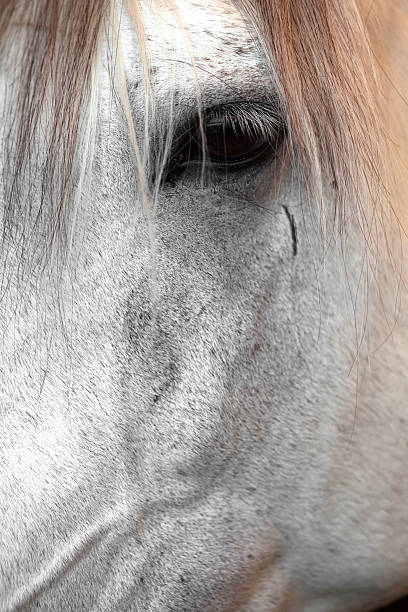 istock Eye of the horse 186835068