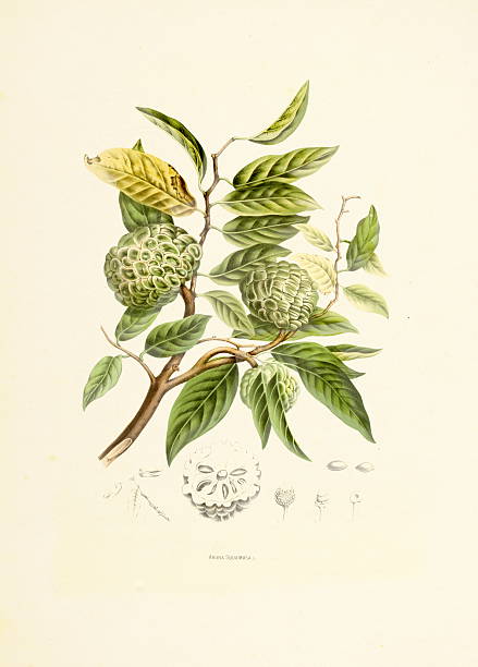 белый яблочный/античный plant иллюстрации - berthe hoola van nooten stock illustrations