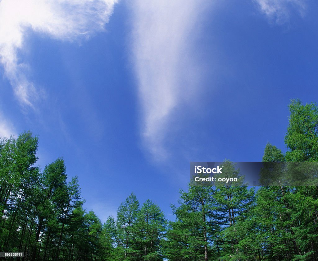 Woods trees against the sky Cloud - Sky Stock Photo