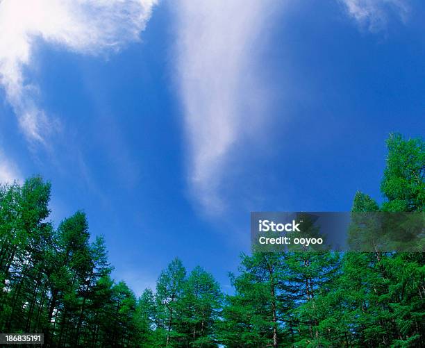 Woods Stock Photo - Download Image Now - Cloud - Sky, Cloudscape, Color Image