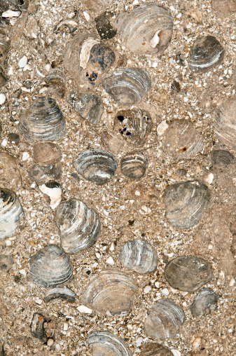 Stone with petrified shellsMore natural backgrounds: