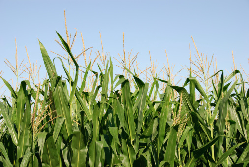 Row of corn - late summer