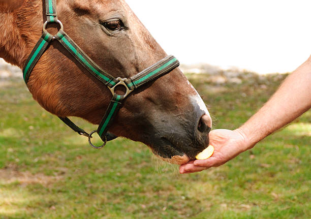 füttern ein pferd einem apple - pferdeäpfel stock-fotos und bilder