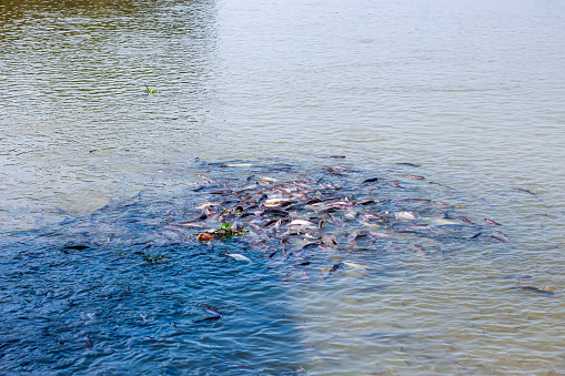 Pictures of a lot of fish in the river from temple of Thailand country.