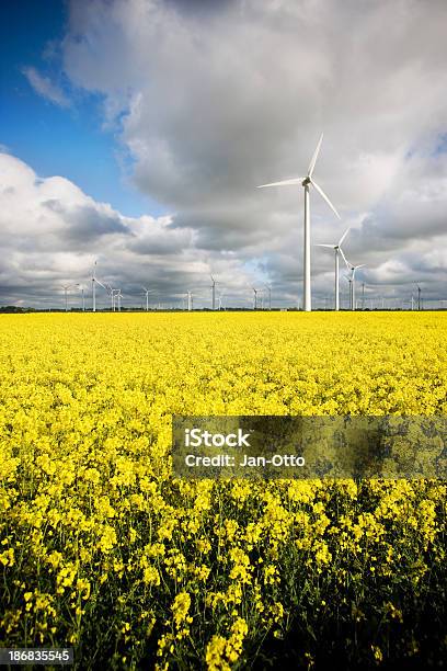 Windmühlen Und Canola Stockfoto und mehr Bilder von Biologieunterricht - Biologieunterricht, Blume, Blüte