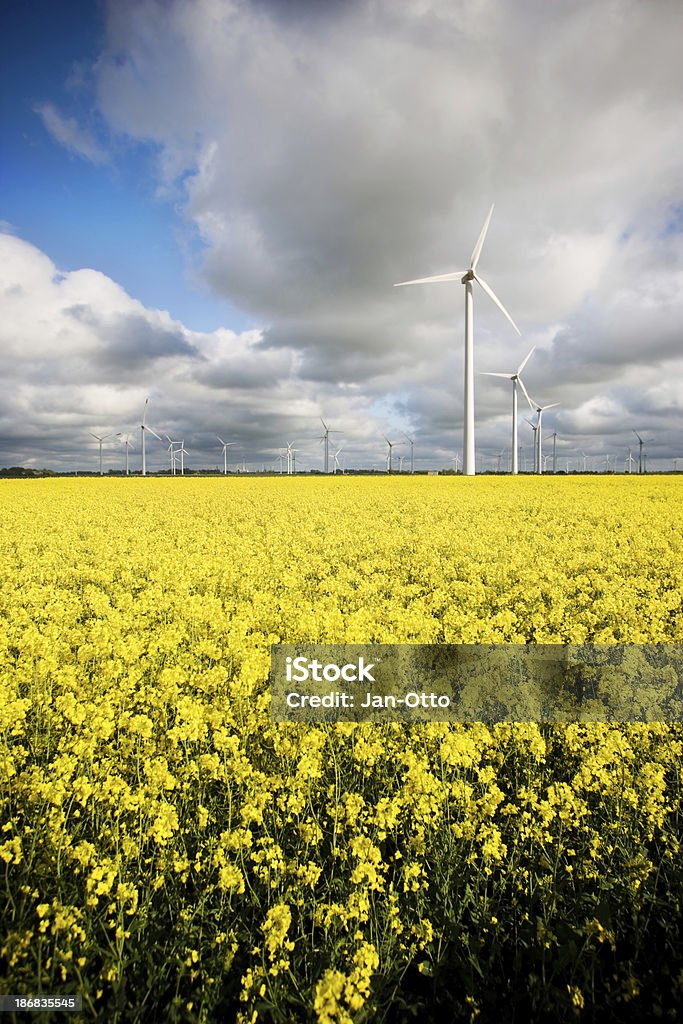 Molinos de viento y canola - Foto de stock de Aerogenerador libre de derechos