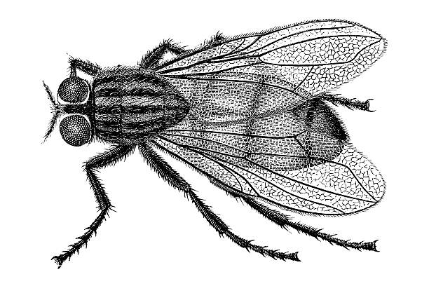 illustrazioni stock, clip art, cartoni animati e icone di tendenza di incisione di mosca domestica musca domestica - engraved image fly antique housefly