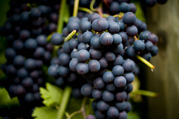 istock Bountiful harvest of purple grapes 186836001