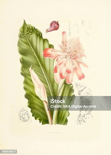 Ilustración de Rosa De Porcelana Antigüedades De Planta Ilustraciones y más Vectores Libres de Derechos de Clima tropical