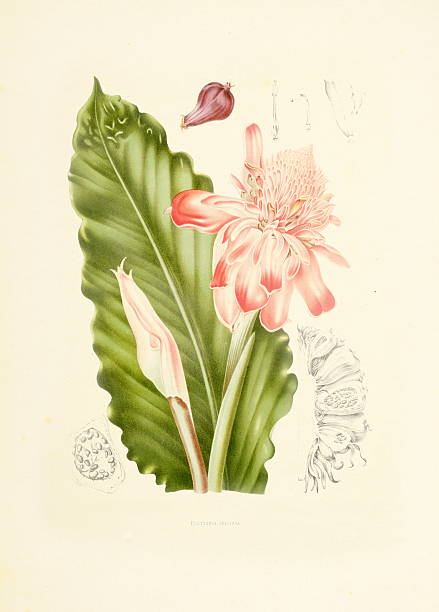 факел имбиря/античный plant иллюстрации - berthe hoola van nooten stock illustrations