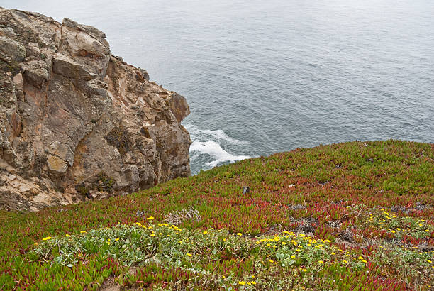 Wildflowers on a Bluff Above the Pacific The colorful cliffs of Point Reyes jut into the Pacific Ocean above Drake's Bay. This scene was photographed at Point Reyes National Seashore, 40 miles north of San Francisco, California, USA. jeff goulden pacific ocean stock pictures, royalty-free photos & images