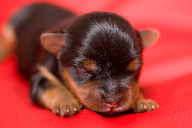 Yorkie Newborn Newborn Yorkshire Terrier puppy dressed for Christmas with a large rawhide bone.PLEASE CLICK ON THE IMAGE BELOW TO SEE MY DOGGY LIGHTBOX PORTFOLIO: newborn yorkie puppies stock pictures, royalty-free photos & images