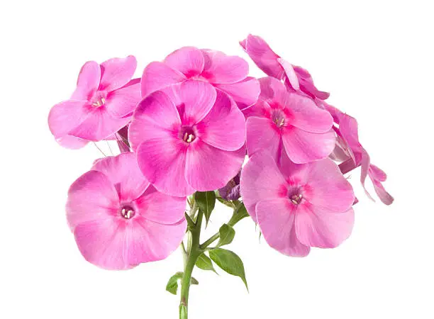 Pink flowers on a white background.