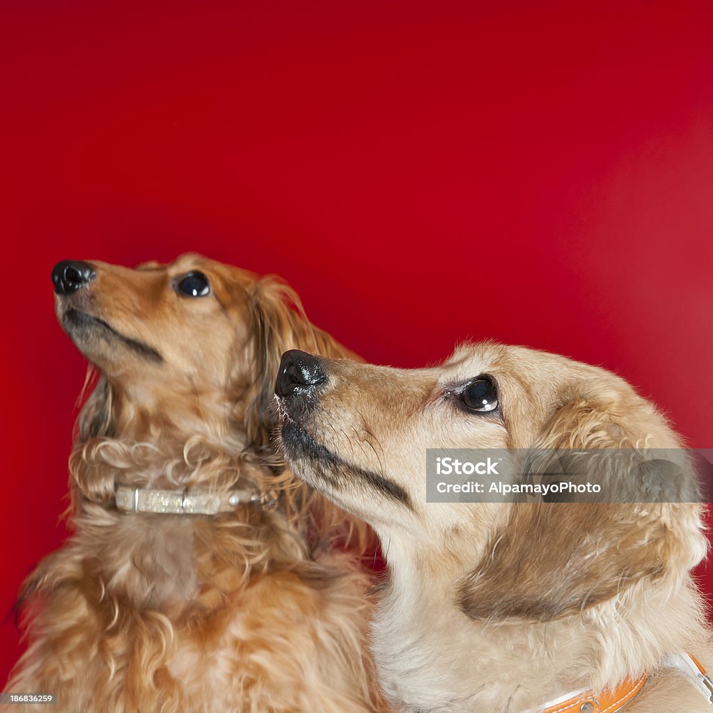 Daschunds de pêlo comprido contra Fundo vermelho - Royalty-free Animal Foto de stock