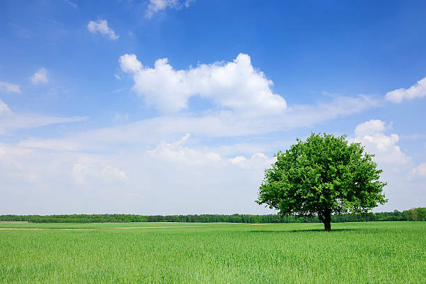 istock Landscape - Lonely tree on green field 186836311