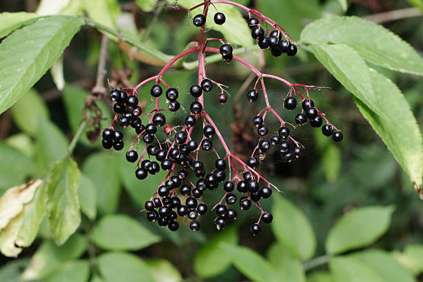 istock Hanging cluster of black elderberries Sambucus nigra 186836334