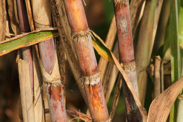 istock fresh sugar cane in garden. 1868364922