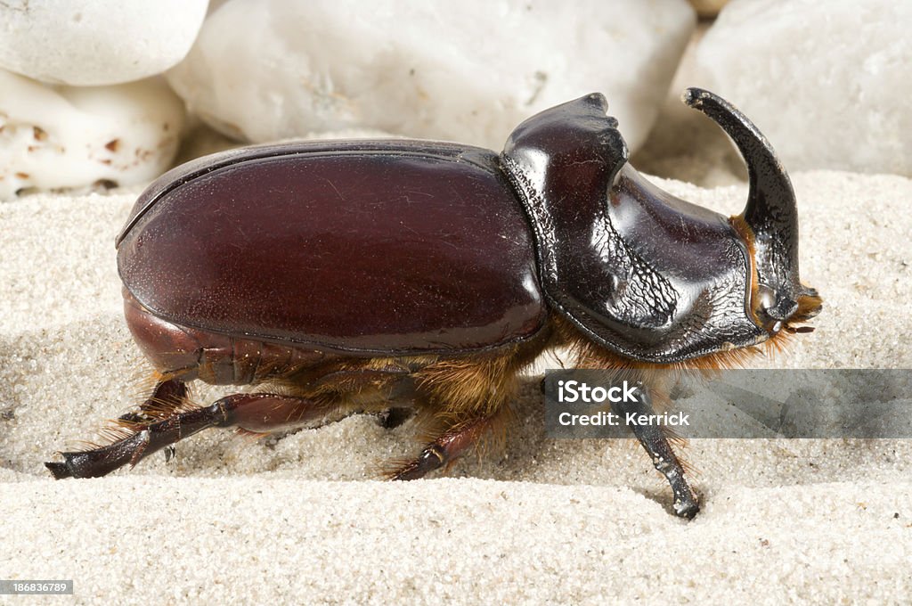 Rhino beetle (Oryctes nasicornis) - Lizenzfrei Bildkomposition und Technik Stock-Foto
