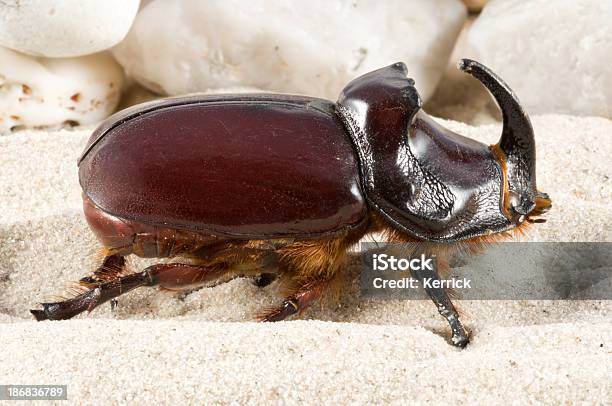 Rhino Beetle Stockfoto und mehr Bilder von Bildkomposition und Technik - Bildkomposition und Technik, Blatthornkäfer, Braun