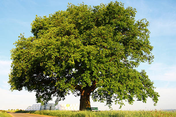 istock Single old mighty oak tree on field at country road 186837192