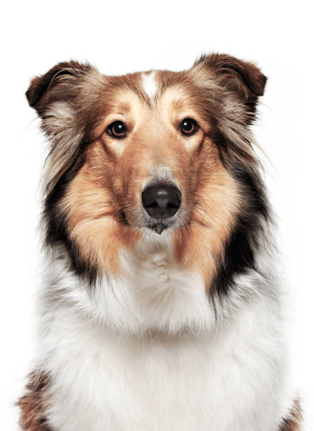 istock A portrait of a Collie on a white background 186837310