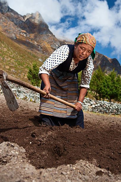 istock Nepali woman working in the field 186837410