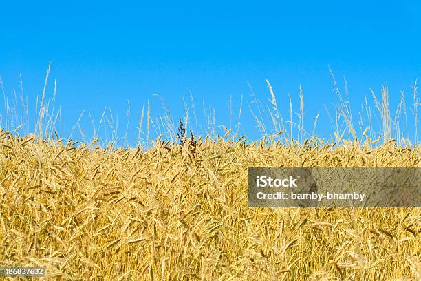 Weizen Field Stockfoto und mehr Bilder von Bildschärfe - Bildschärfe, Blau, Farbbild