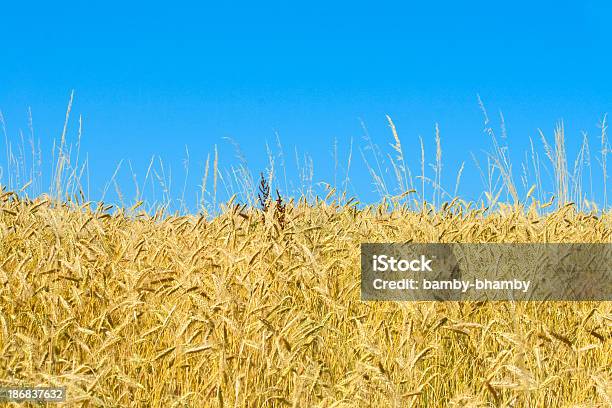 Campo De Trigo - Fotografias de stock e mais imagens de Agricultura - Agricultura, Ajardinado, Amarelo