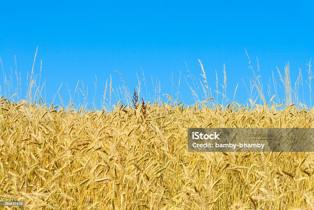 Пшеничное поле - Стоковые фото Без людей роялти-фри
