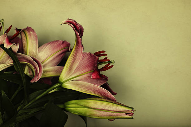 Bunch of Stargazer Lilies A bunch of stargazer lilies with saturated colors. A soft paper texture is overlaid. stargazer fish stock pictures, royalty-free photos & images