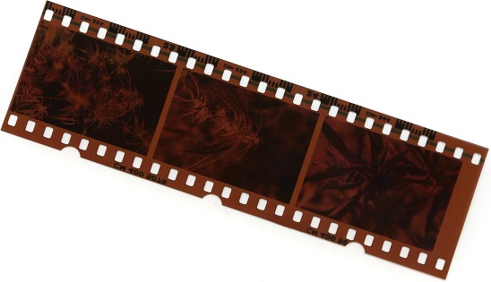 A strip of 35mm film.
