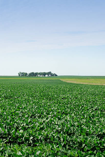istock Iowa Soybean Field 186837904