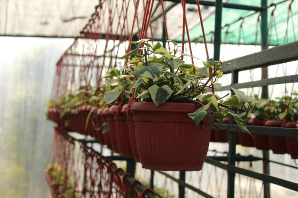 istock Closeup shot of various plant seedlings 1868382503